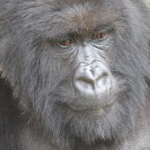  Gorilla (Congo)